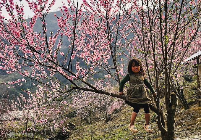 Blooming peach blossoms embellish beauty of Phin Ho village